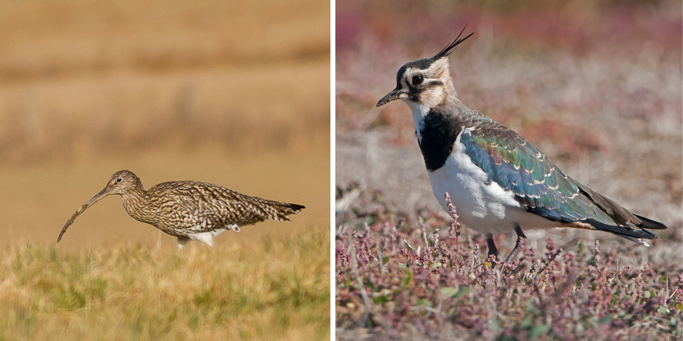 Appel à bénévoles - Observez et protégez les oiseaux prairiaux